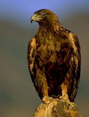 Golden eagle2