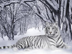 White Wassarian Highlander Tiger