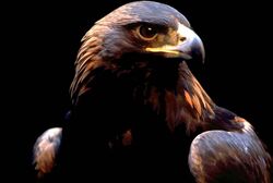 Golden eagle