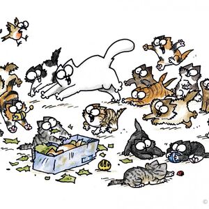 simon's cat ragdoll