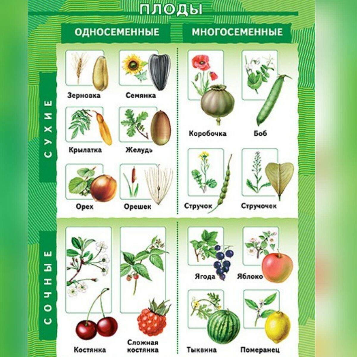 Типы плодов сухие и сочные