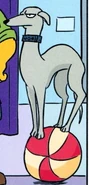Maximus, Rainier Wolfcastle's pet greyhound, in "The Wonderful World of Lisa Simpson"
