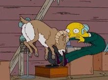 Burns cabeçada carneiro.jpg (91 kB) uma história cheia de impacto