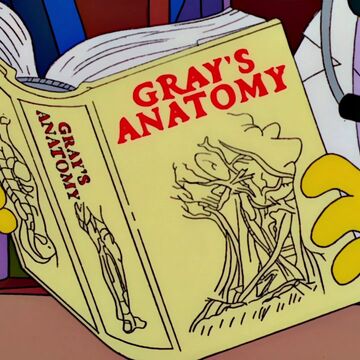Gray S Anatomy Simpsons Wiki Fandom