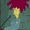 Sideshow Bob