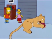 The puma with white eyes