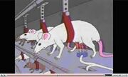 Milking rats