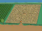 The A-Maize-Ing Maize Maze