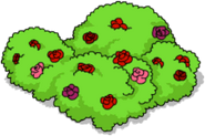 2014 Rose Bush.