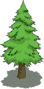 Light Pine