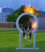 A dog leaping through a flaming hoop in The Sims 4.