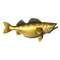 Walleye