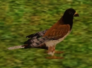 Falcon.png (65 KB) Falcon