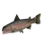 Rainbow Trout