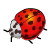 Mock Ladybug Beetle