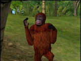 Orangutan