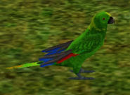 Yellow-Naped Amazon