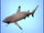 Shark.png