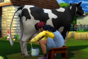 Sims milking cow sims 4