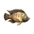 Тиляпия