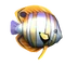 Butterflyfish