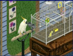 Mod The Sims - The Sims 4 Parrot CC Pack