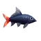 Red-Tailed Black Shark