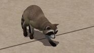 Raccoon on sidewalk