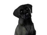 Lulu