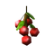 Cherry.png