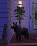 A pack leader on a Sim's doorstep