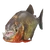 Piranha