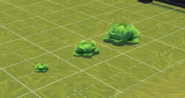LettuceTS4.png (455 KB) Lettuce size comparison