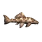Leopard Shark