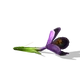 Crocus