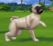 A pug in The Sims 4.