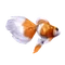 Exotic Goldfish