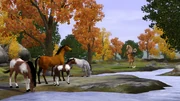 Wild horses in Appaloosa Plains