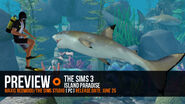 Blacktip reef shark