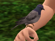 Pidgeon.png (62 KB) Pigeon