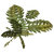 Bumbleleaf