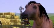 The sims 3 horse 2