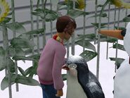 A child Sim petting a penguin.