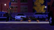 Dogs chasing a burglar.jpg (87 KB) A burglar being chased by three dogs