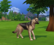 A German shepherd in The Sims 4.