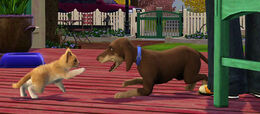 TS3Pets dog and cat fight