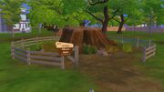 Sequoia Tree Stump