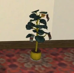 money tree genetics Money Tree (Pachira aquatica)