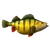 Жёлтый окунь