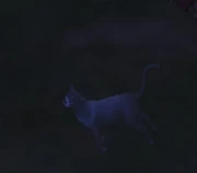 Noodle ghost.jpg (2 KB) The ghost of a cat from The Sims 2: Pets.